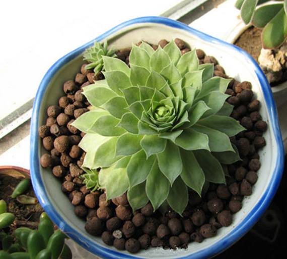 Wholesale LECA Clay Balls for Plants | Hydroponics Growing