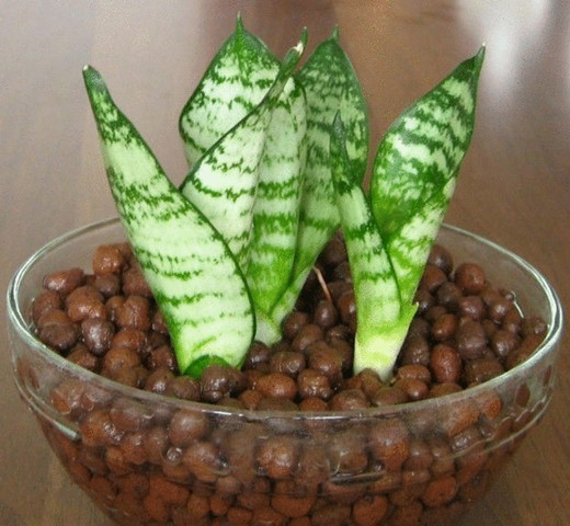 4-8mm Expanded Clay Pebbles: Garden Soil Aeration &#038; Fertilizer Boost